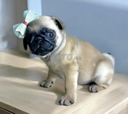 carlin chiots 