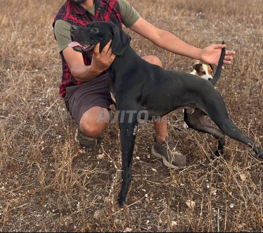 male pointer anglais 