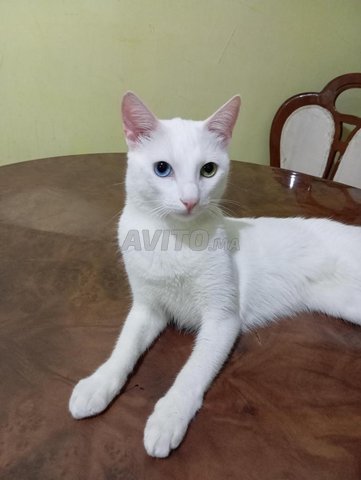 chat angora 