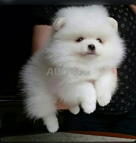 spitz nain pomeranien