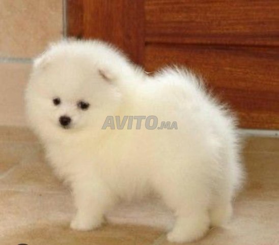 spitz nain pomeranien