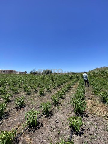 Terrain Titré à Skhirat à vendre