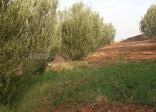 لعمامرة نواحي اسفي