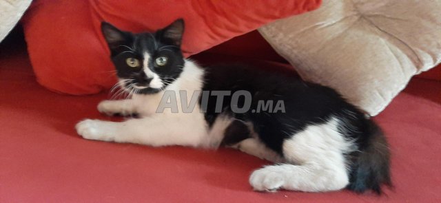 Chat en noir et blanc 3 mois