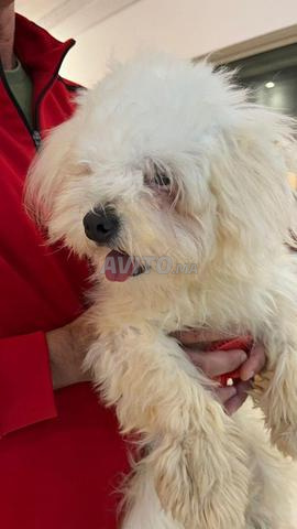 Bichon maltais femelle