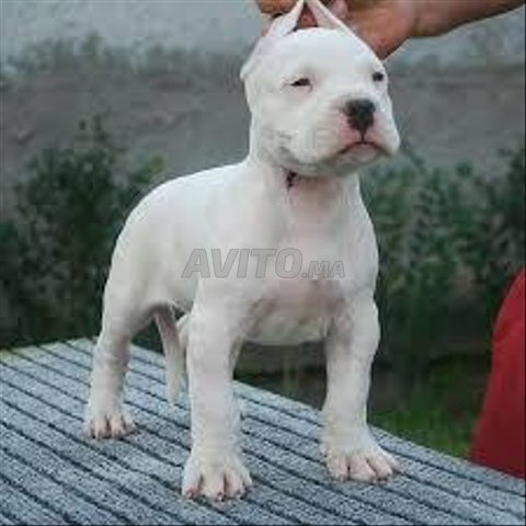 dog argentino