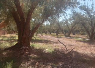 Terrain Villa 18km Marrakech bonne affaire