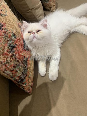 chatton a vendre