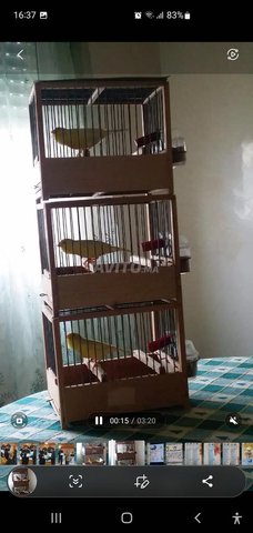 Canari malinois waterslager 