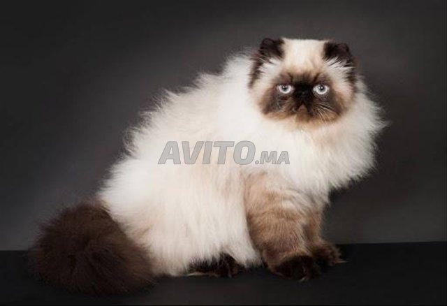Chatte persan himalayen de pure race 