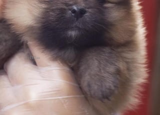 chiot loulou de pomeranie nain