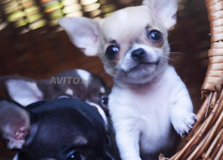 Magnifiques chiots CHIHUAHUA