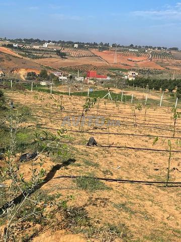 أرض للبيع مجهزة مزروعة بشجر الأفوكا - 2