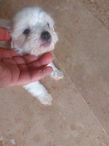 4 Bichons 