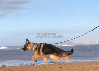 Berger allemand pedigree 6 mois