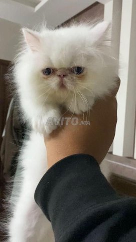 Chat persan