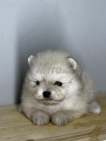 Chiot spitz nain