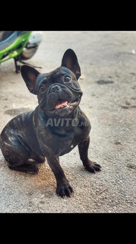 Chien bull dog a vendre 