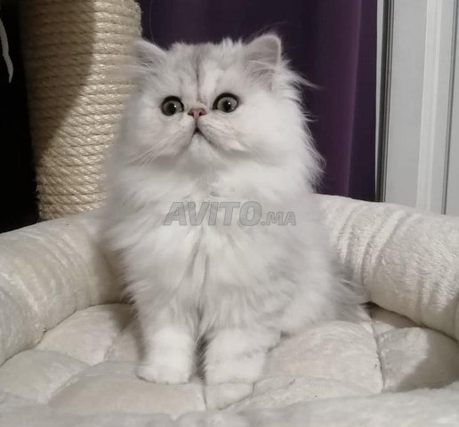 persan chinchilla 