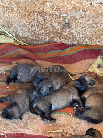 6 chiot malinois
