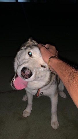 Chien husky sibérien orogine 