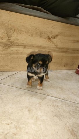 Petit chien 😊 chihuahua