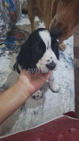 Chiens Cocker 