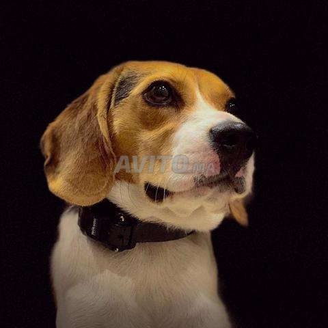 Beagle mâle de 2 ans Pure race éduqué
