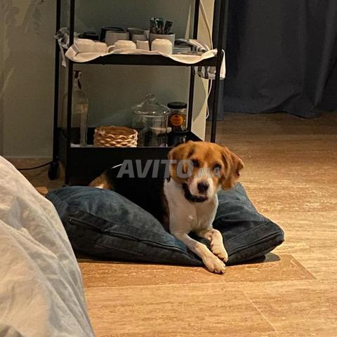 Beagle mâle de 2 ans Pure race éduqué - 2
