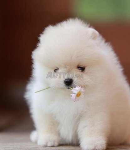 spitz nain Loulou de Poméranie 