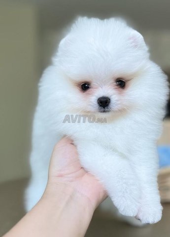 spitz nain loulou de Poméranie 