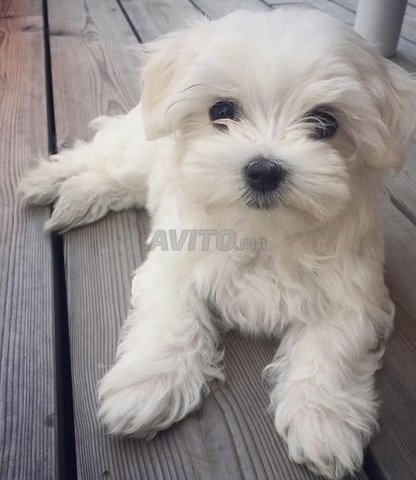 bichon maltais toy