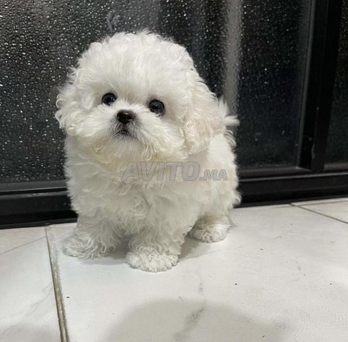 bichon maltais nain