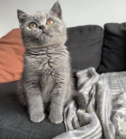 British shorthair 