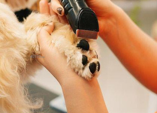 toilettage complet a bon prix 