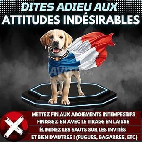 PAWPRO Collier de Dressage, Portée de 3km