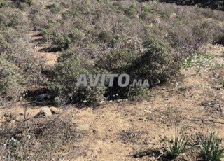 Beau terrain avec très belle vue sur forêt 