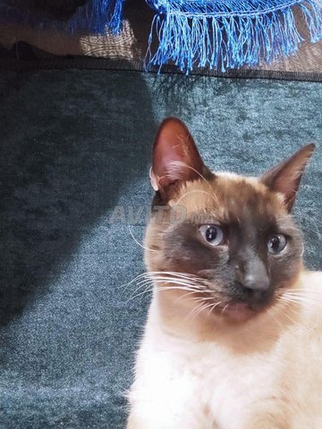 chat siamois