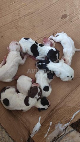Chiot Chien de chasse à reserver