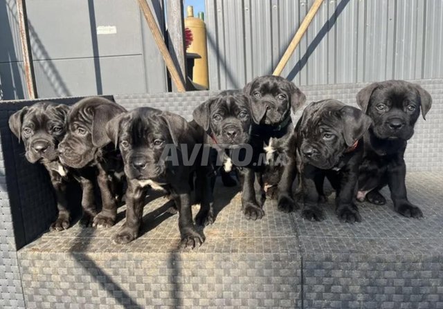 chiot cane corso