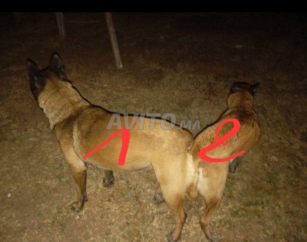 malinois charboni 3mois