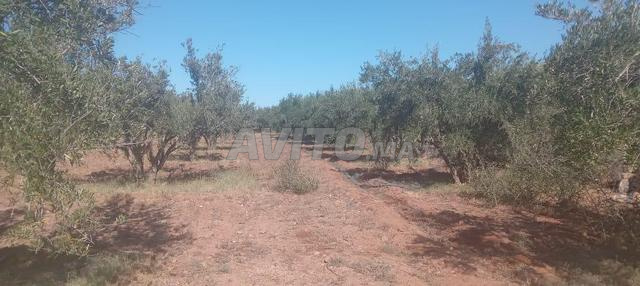 Terrain firrrma 18km Marrakech bonne affaire