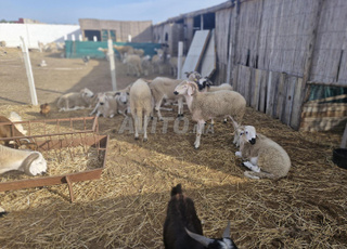  حوالة صردية 