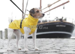 jacket Imperméable jaune pour chien 