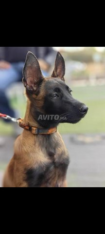 Chiot Malinois