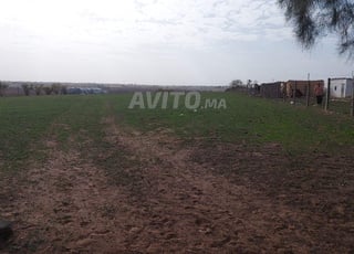 Ter titre agr 8000m2 kamouni