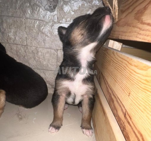 Bébé Chien Berger noir 