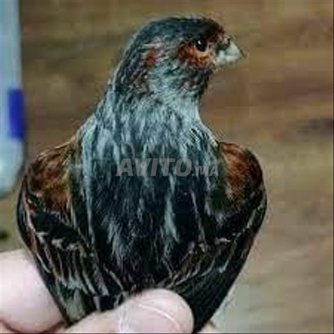 Canari noir classic mouzique rouge 