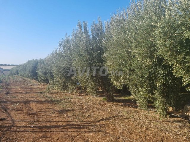Huile d'olive Domaine El Baraka Meknès 