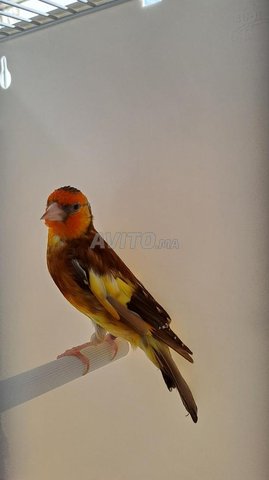 Chardonneret  مقنين